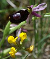 Ophrys aurelia Bagnols en Foret 280407 (35)