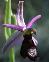 Ophrys aurelia Bagnols en Foret 280407