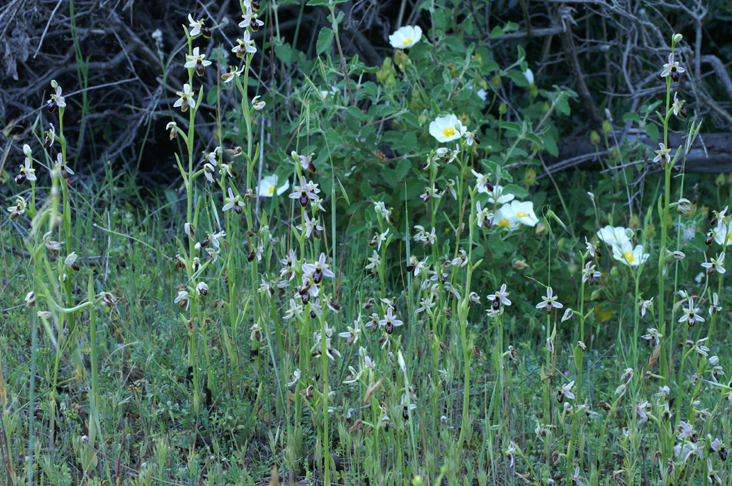 Ophrys splendida Palayson 240407 (22)