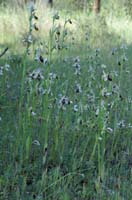 Ophrys splendida Palayson 240407 (23)
