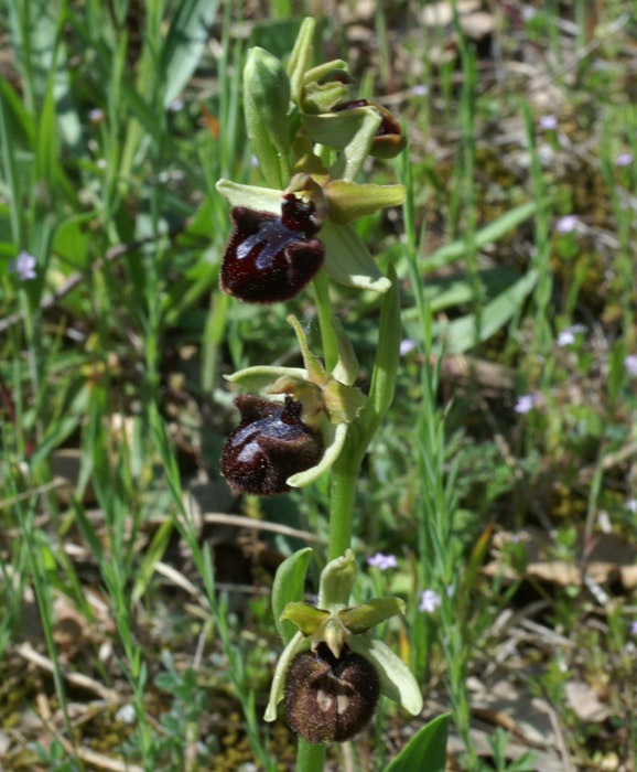 Ophrys incubacea Rouquan 180407 (62)