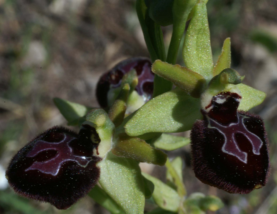 Ophrys incubacea x provincialis  Rouquan 180407 (61)