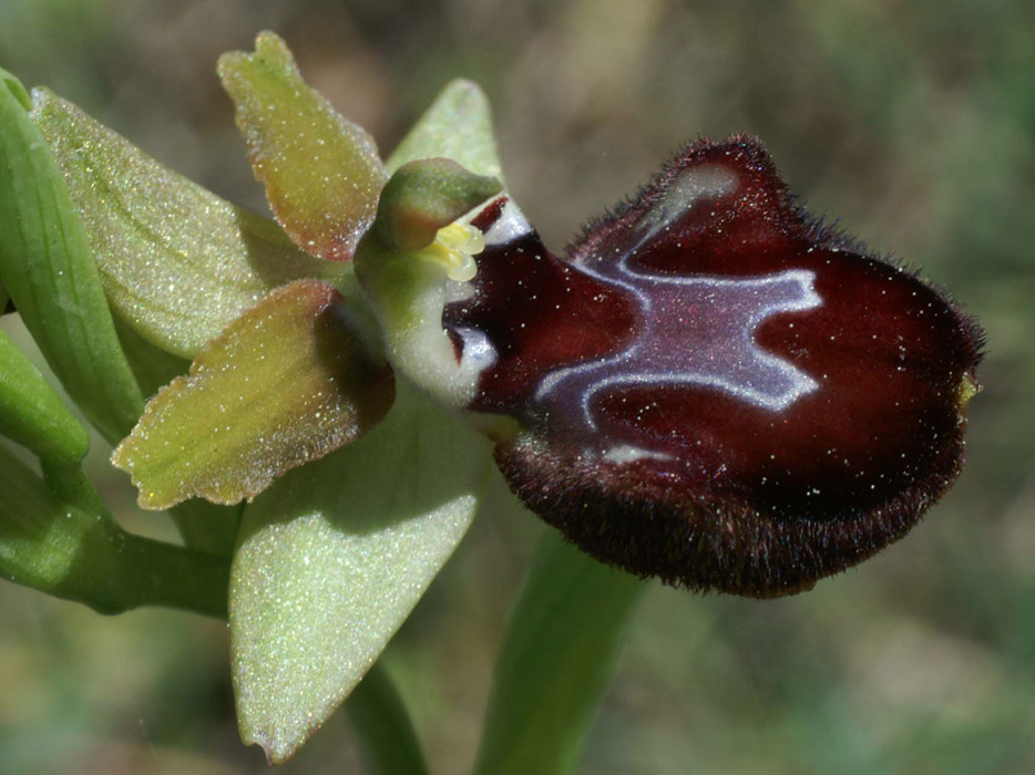 Ophrys provincialis Rouquan 180407 (21)