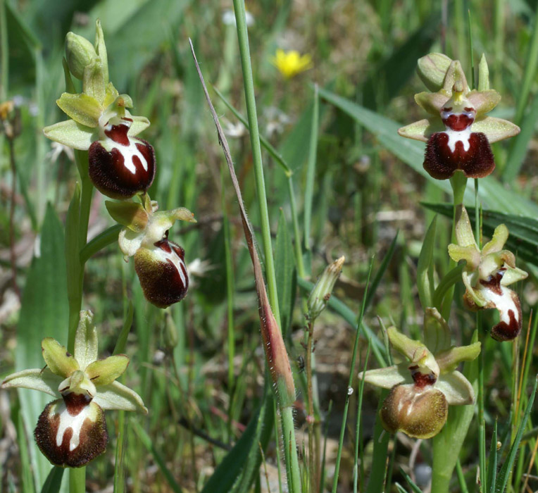 Ophrys provincialis Rouquan 180407 (23)