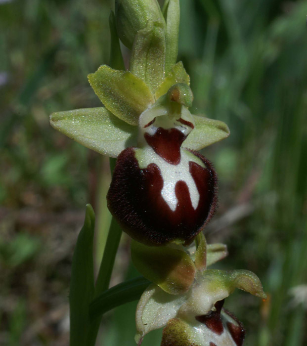 Ophrys provincialis Rouquan 180407 (24)