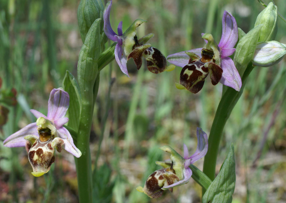 Ophrys scolopax Rouquan 180407 (13)