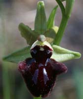 Ophrys incubacea Rouquan 180407 (11)