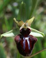 Ophrys incubacea Rouquan 180407 (28)
