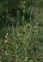 Ophrys incubacea Rouquan 180407 (60)