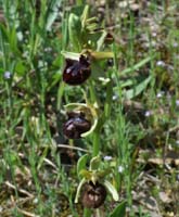Ophrys incubacea Rouquan 180407 (62)