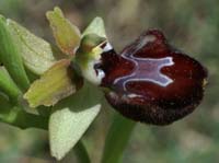 Ophrys provincialis Rouquan 180407 (21)