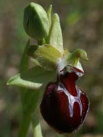 Ophrys provincialis Rouquan 180407 (22)
