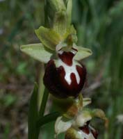 Ophrys provincialis Rouquan 180407 (24)