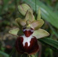 Ophrys provincialis Rouquan 180407 (25)
