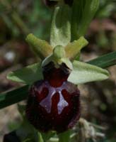 Ophrys provincialis Rouquan 180407 (26)