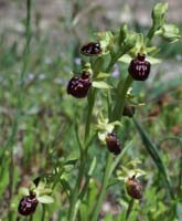 Ophrys provincialis Rouquan 180407 (29)