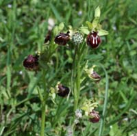 Ophrys provincialis Rouquan 180407 (47)