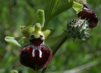 Ophrys provincialis Rouquan 180407 (50)