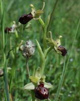 Ophrys provincialis Rouquan 180407 (51)