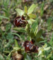 Ophrys provincialis thératologique Rouquan 180407 (52)