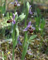 Ophrys scolopax Rouquan 180407 (12)