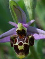 Ophrys scolopax Rouquan 180407 (14)