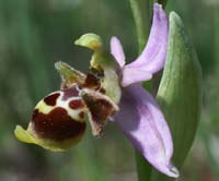 Ophrys scolopax Rouquan 180407 (15)