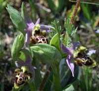 Ophrys scolopax Rouquan 180407 (16)