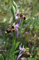 Ophrys scolopax Rouquan 180407 (17)
