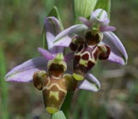Ophrys scolopax Rouquan 180407 (20)