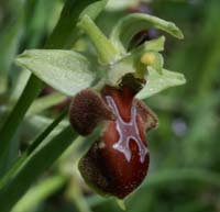 Ophrys scolopax x provincialis Rouquan 180407 (48)