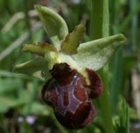 Ophrys scolopax x provincialis Rouquan 180407 (49)