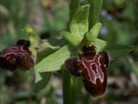 Ophrys scolopax x provincialis Rouquan 180407 (53)