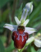 Ophrys scolopax x splendida Rouquan 180407 (46)