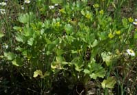 Ranunculus muricatus Rouquan 180407 (37)