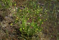 Ranunculus revelieri Rouquan 180407 (30)