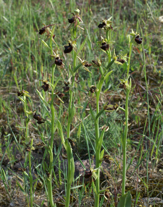Ophrys incubacea Rouquan 230407 (43)