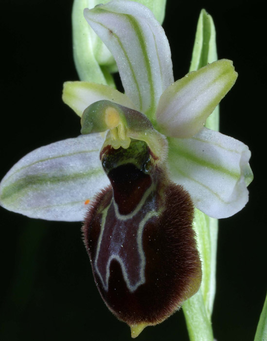 Ophrys splendida Rouquan 230407 (39)