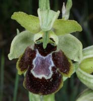 Ophrys hyb Rouquan 230407 (45)
