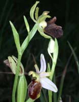 Ophrys incubacea & splendida Rouquan 230407 (41)