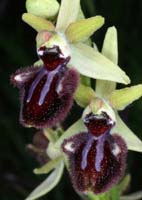 Ophrys incubacea Rouquan 230407 (44)