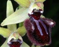 Ophrys incubacea Rouquan 230407 (444)