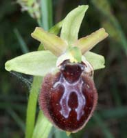 Ophrys provincialis Rouquan 230407 (46)
