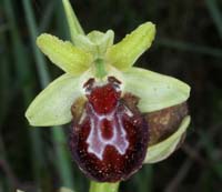 Ophrys provincialis Rouquan 230407 (50)