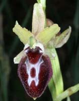 Ophrys provincialis Rouquan 230407 (51)