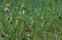 Ophrys scolopax Rouquan 230407 (4)