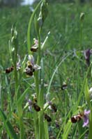 Ophrys scolopax Rouquan 230407 (5)