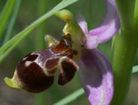 Ophrys scolopax Rouquan 230407 (6)