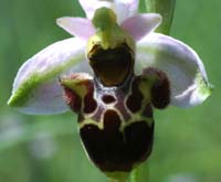 Ophrys scolopax Rouquan 230407 (7)