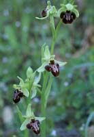 Ophrys scolopax x provincialis Rouquan 230407 (52)